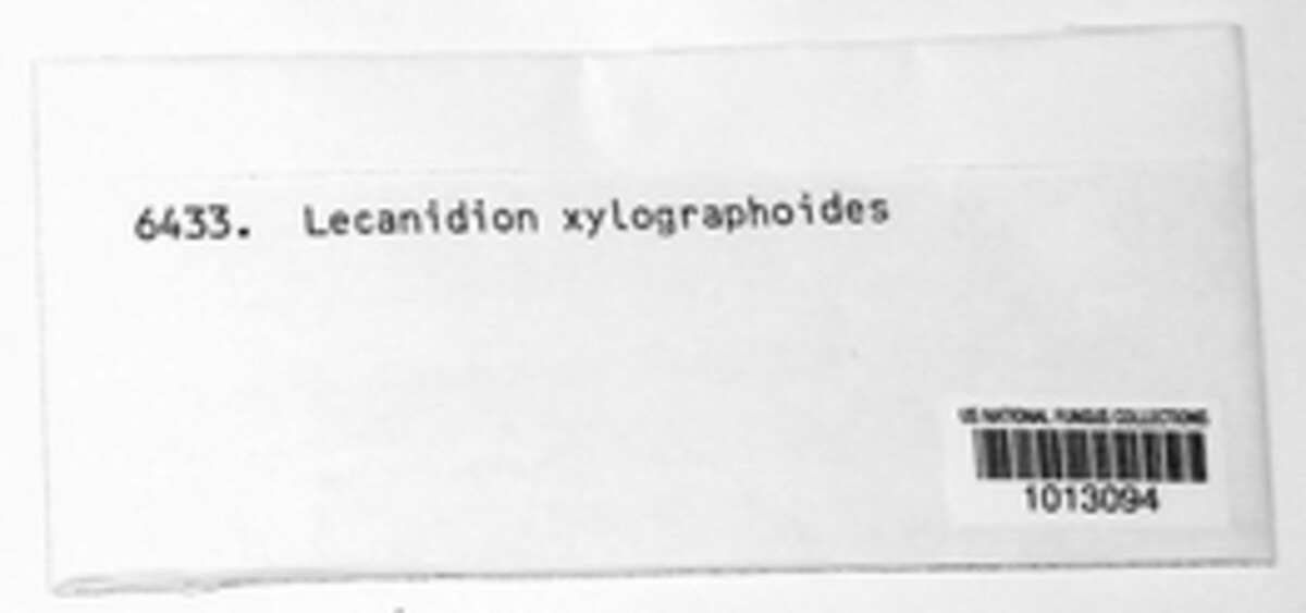 Lecanidion xylographoides image
